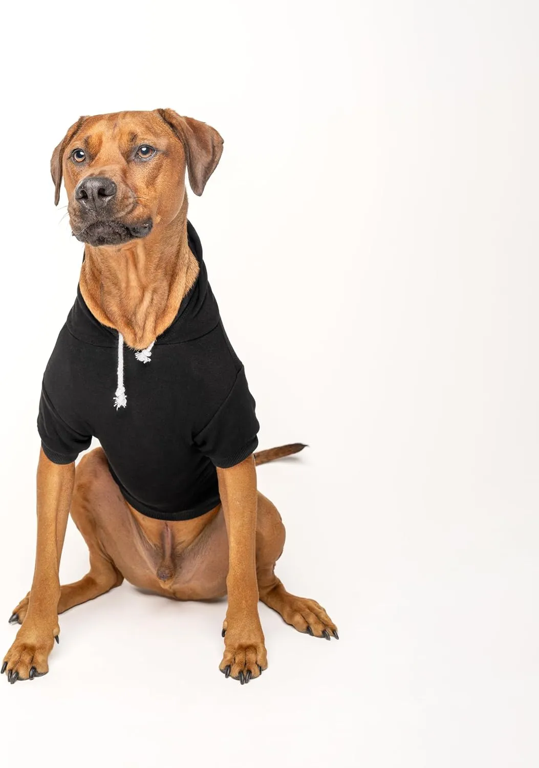 Chick Magnet Dog Hoodie | Fleece Lined |Leash Hole| Easter Bunny | Egg Hunt| Funny Outfit Prop Photoshoot|Black, Small (34)