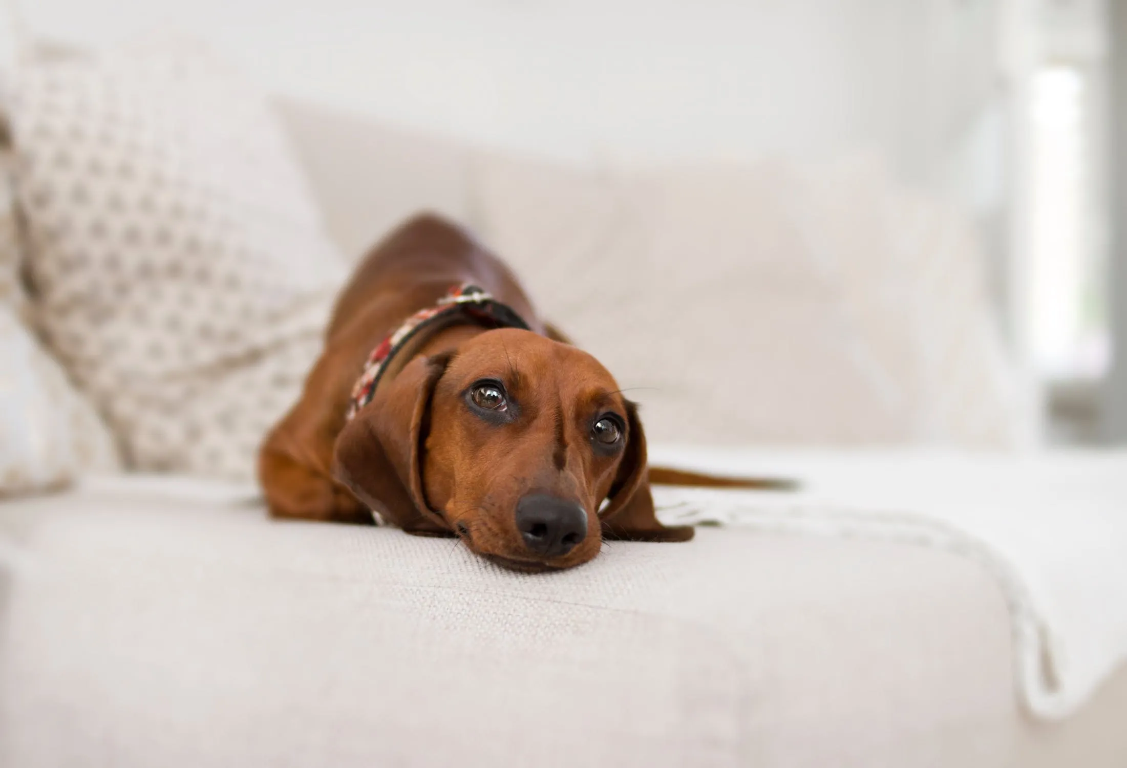Gray Pet Sofa Bed, Solid Color Luxury Machine-Washable Pet Pillow With Zippers-Printed in USA