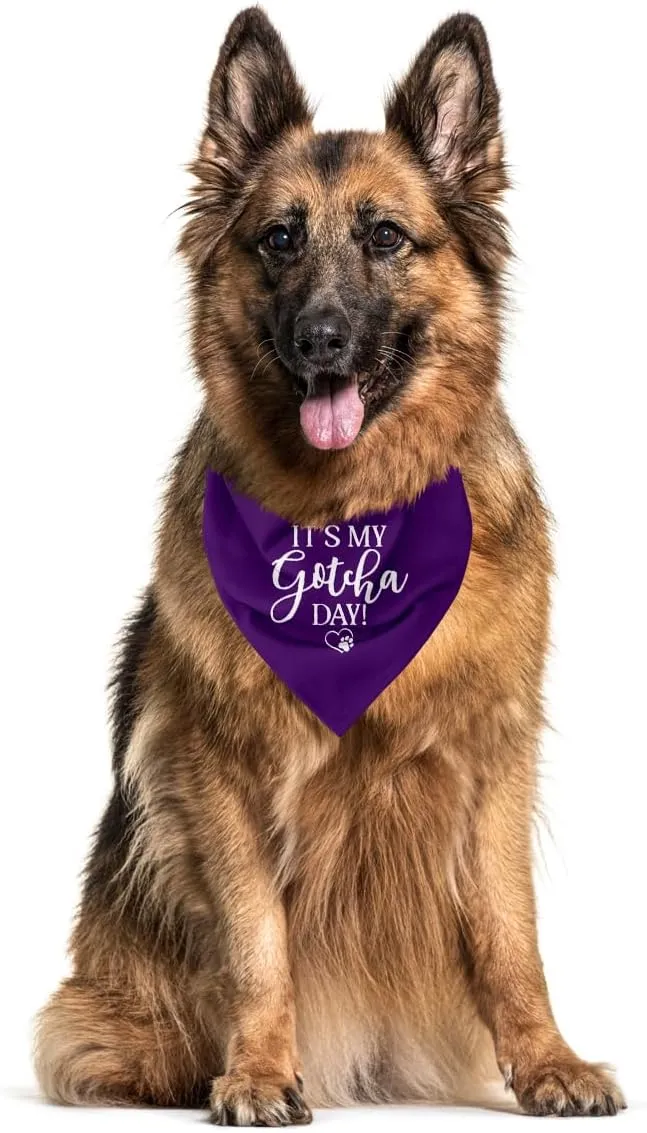 It's My Gotcha Day ,,Gotcha Day,,,,, (C55)