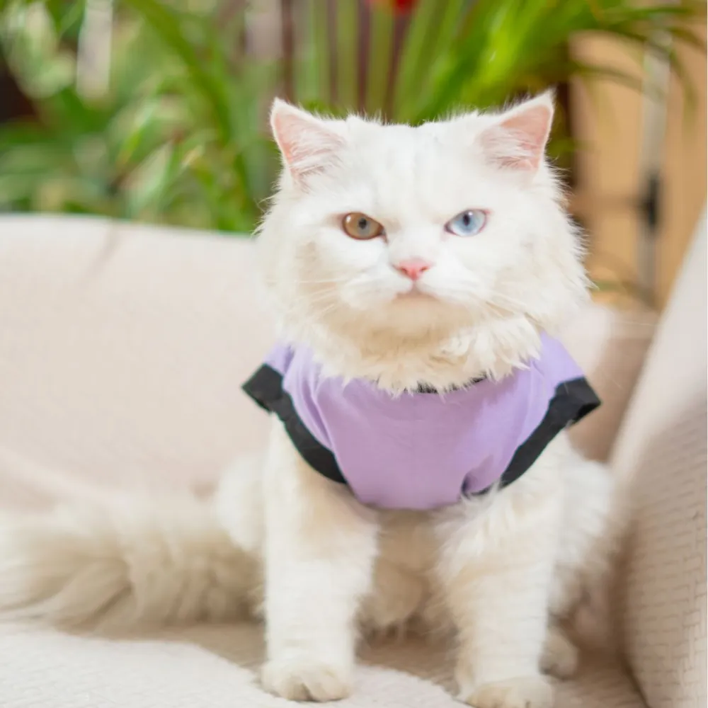 Pet Set Go Ruff Being Cute T-shirt for Cats (Purple)